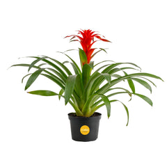 Costa Farms bromeliad front view showing vibrant bloom and instant decor upgrade