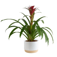 Costa Farms bromeliad front view showing colorful bloom and modern planter benefit