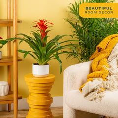 Costa Farms bromeliad in recyclable 6-inch grower pot with drainage and ready-to-place benefit