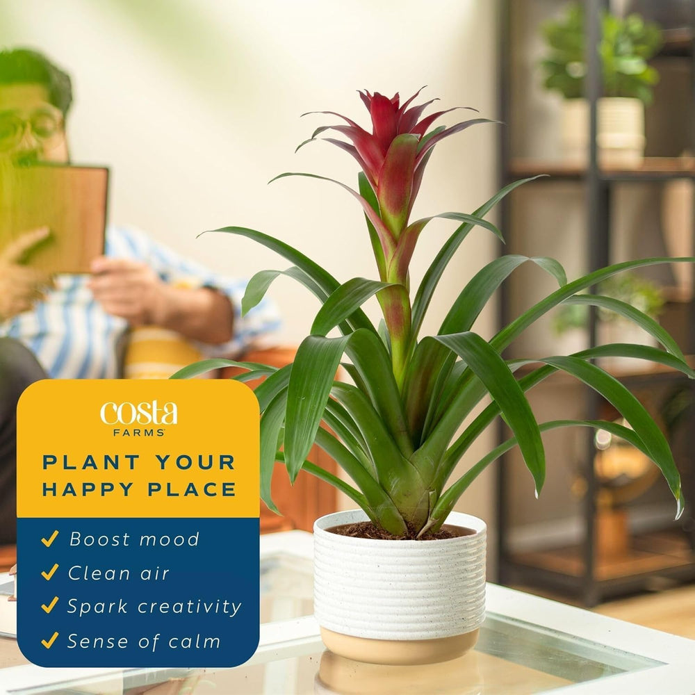 Costa Farms bromeliad styled on shelf adding immediate decor impact