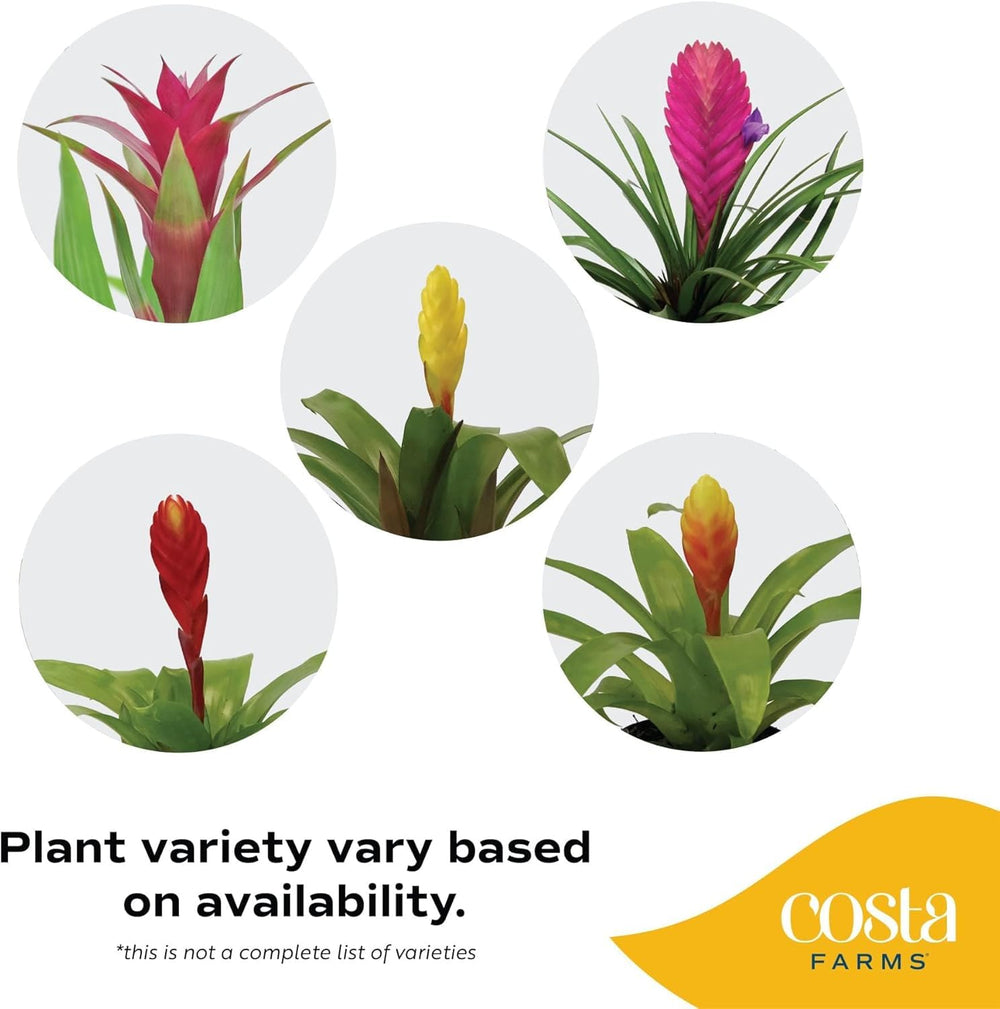 Costa Farms bromeliad leaf texture display showing healthy foliage and durable structure