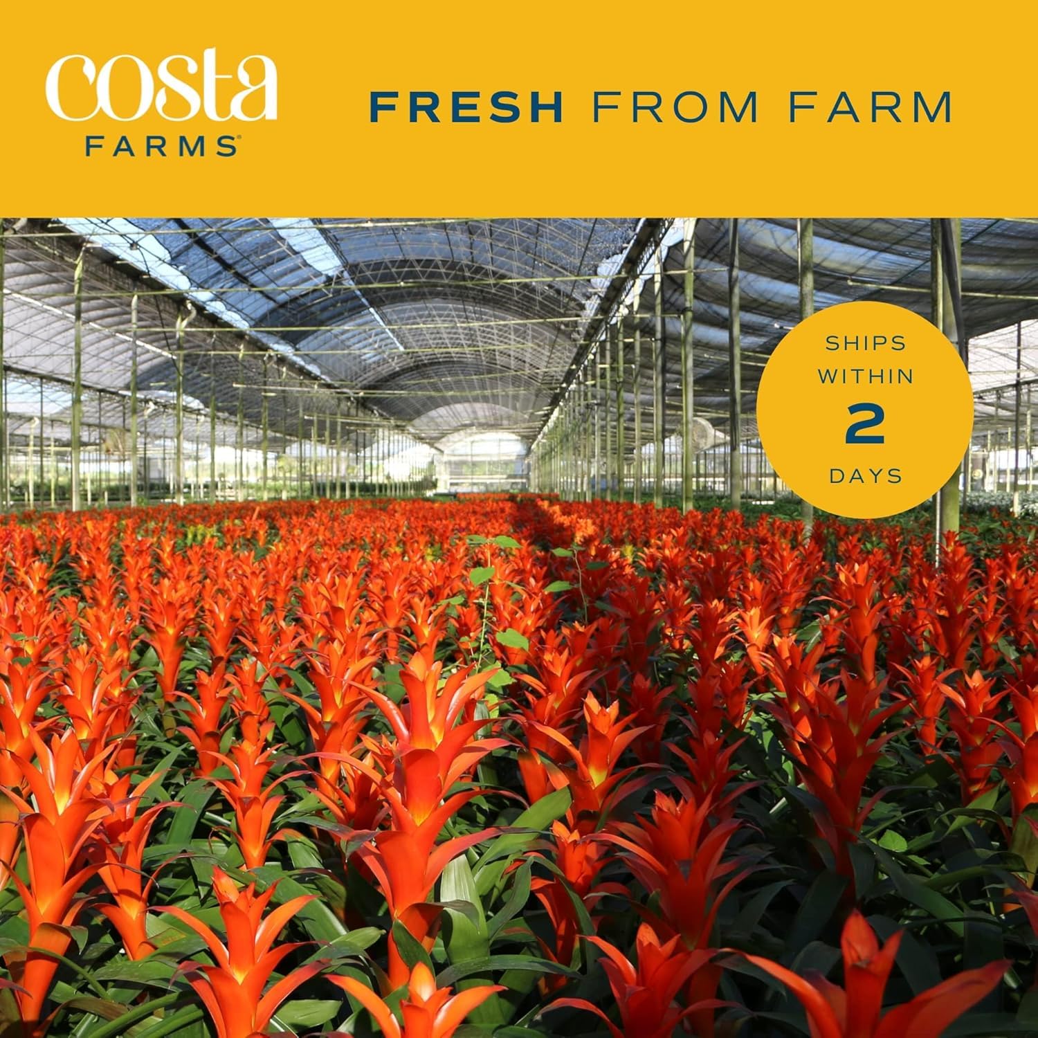 Costa Farms bromeliad lifestyle on shelf illustrating stylish tropical accent for interiors