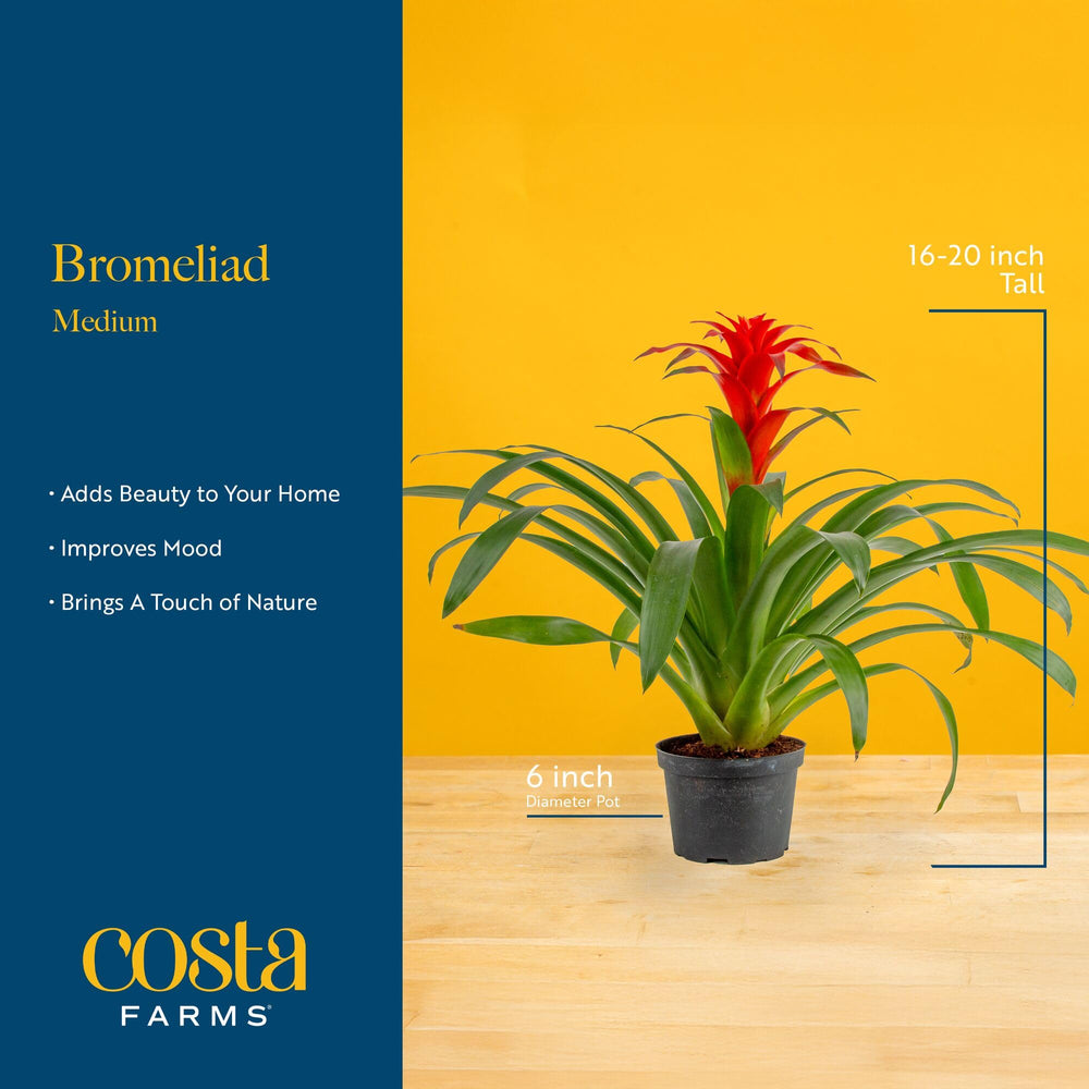 Costa Farms decorative 6-inch pot and label visible, recyclable material benefit