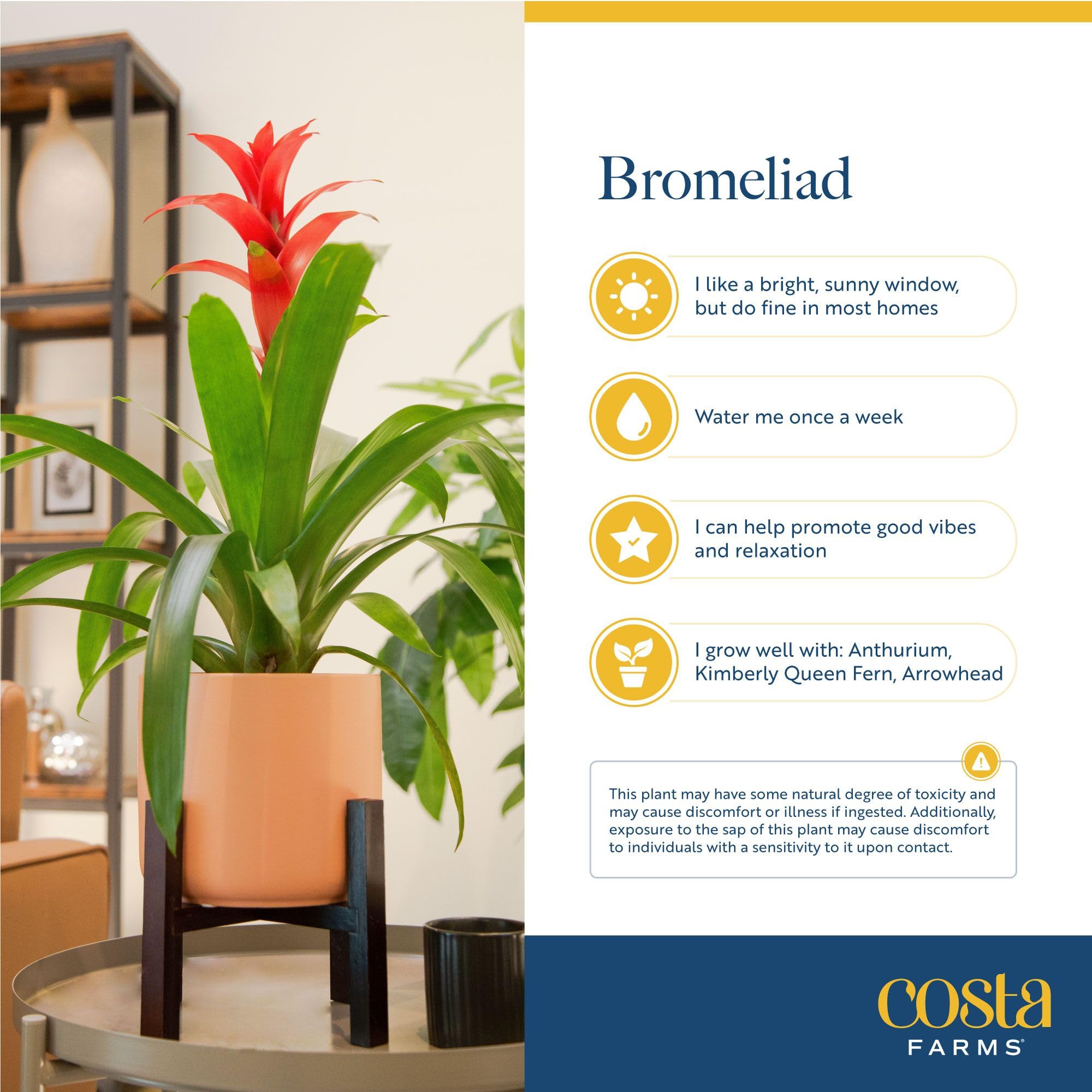 Costa Farms bromeliad pups closeup revealing propagation potential and future plants
