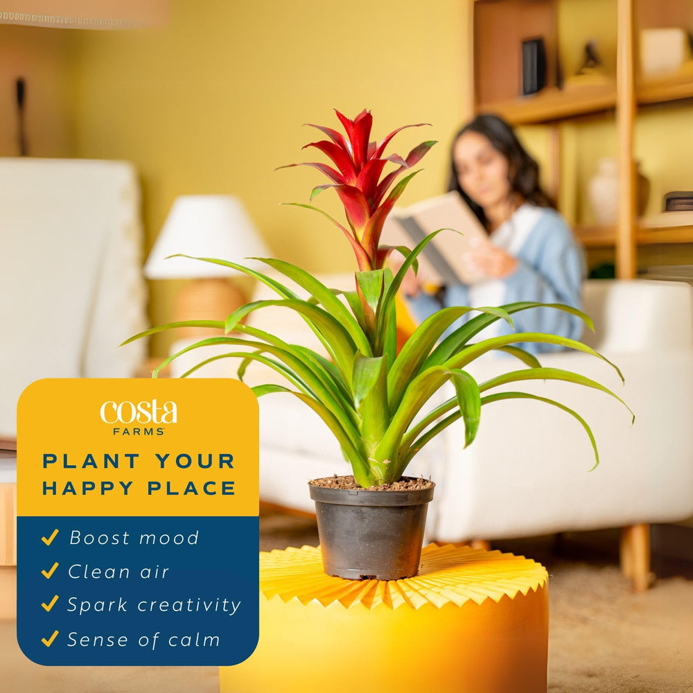 Costa Farms bromeliad scale with hand showing true size and easy placement advantage