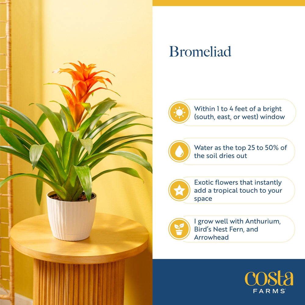 Costa Farms bromeliad next to ruler for scale, shows approximate 20-inch height