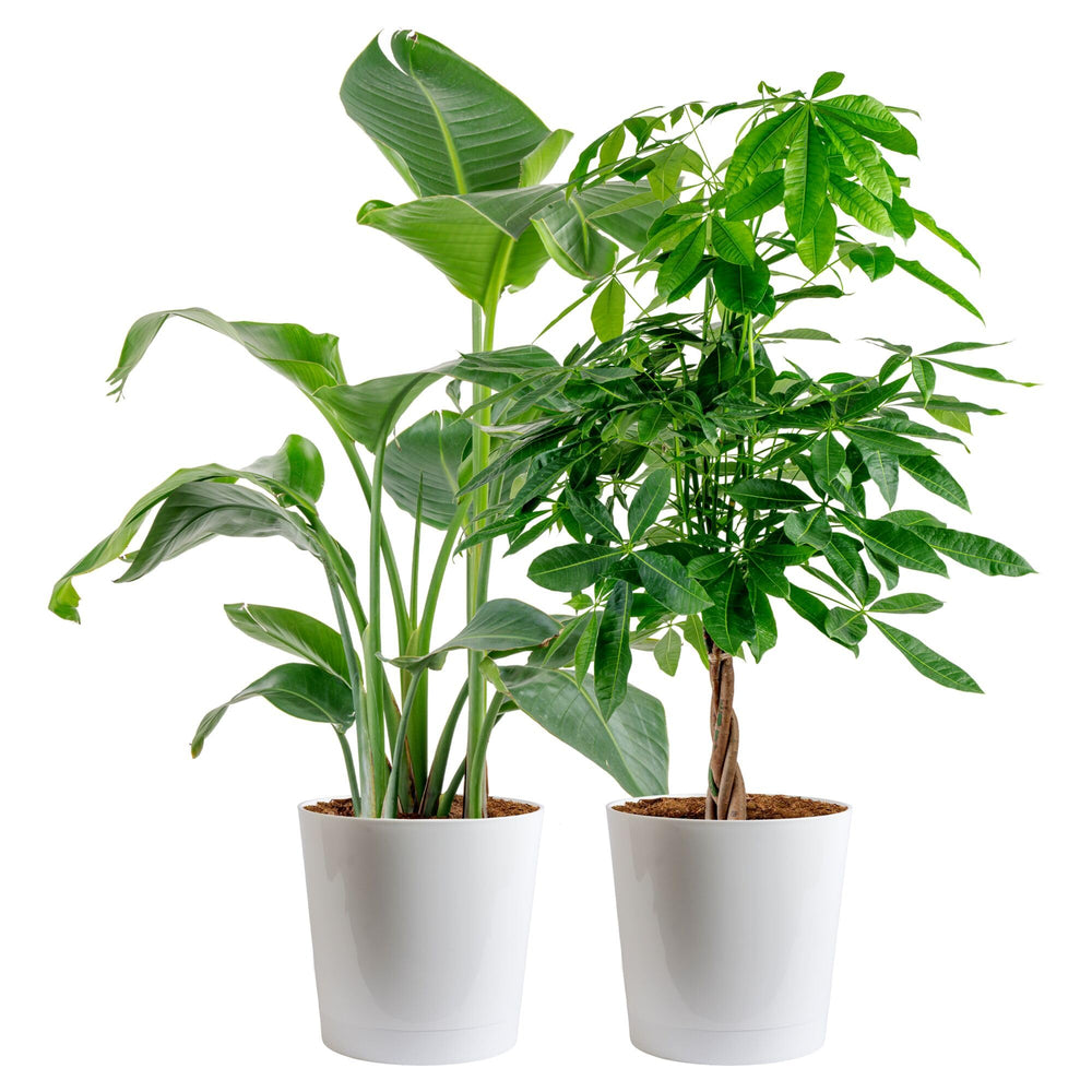 Costa Farms bundle front view showing both plants and balanced styling benefit