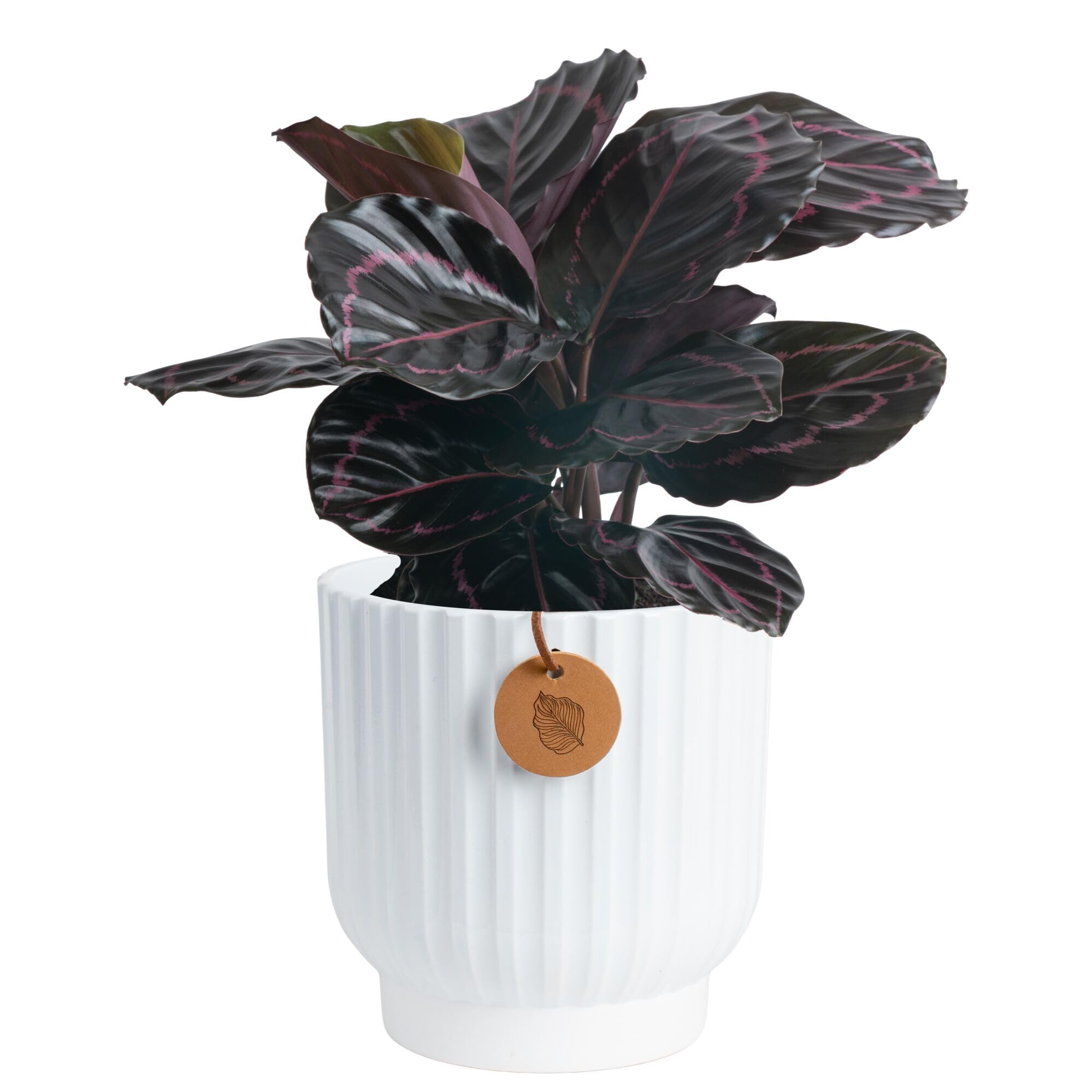 Costa Farms Calathea front view showing decorative foliage and instant room upgrade