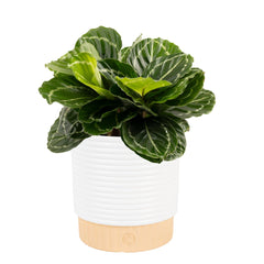 Costa Farms Calathea front view showing patterned leaves and decorative appeal