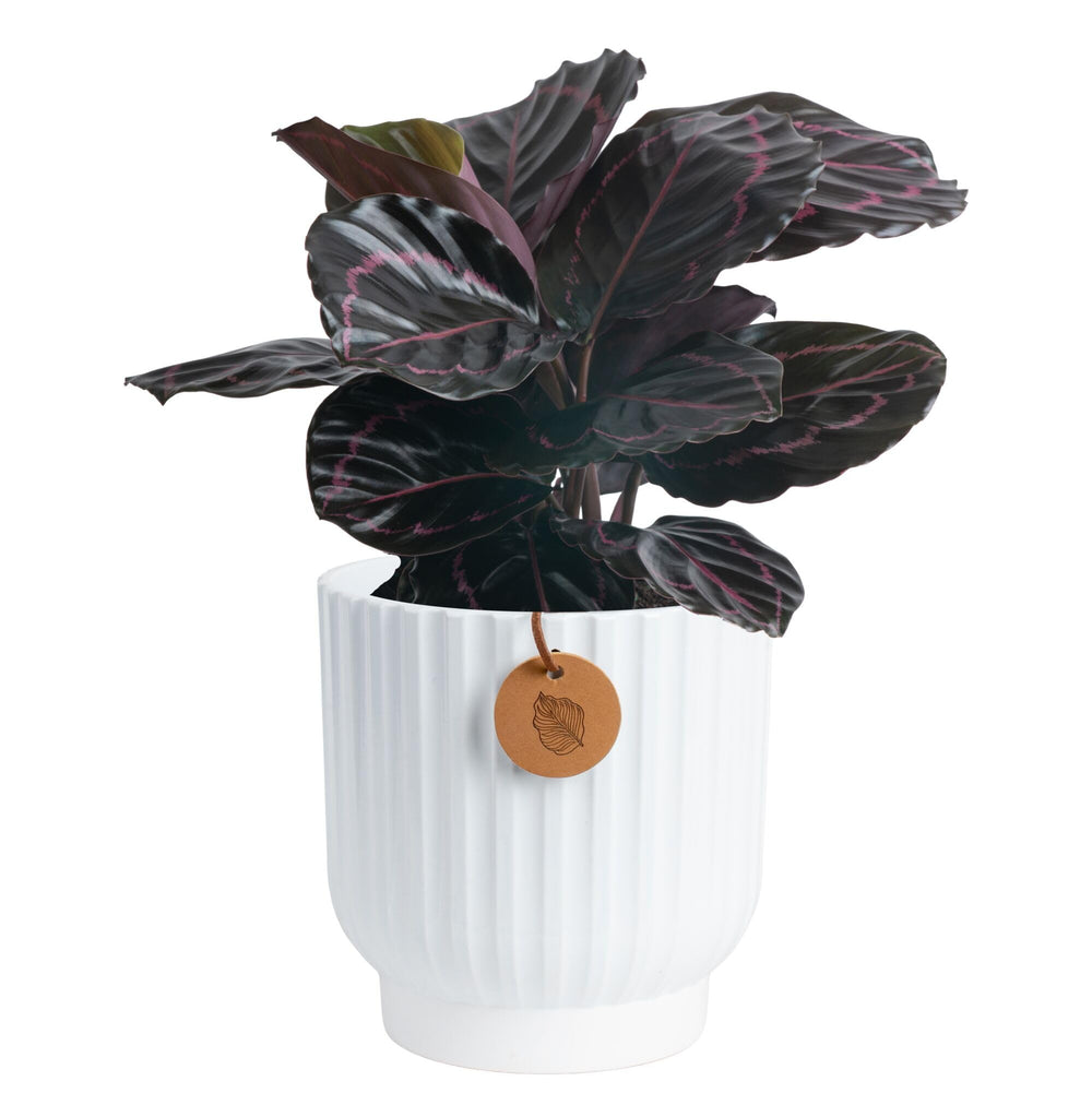 Costa Farms Calathea front view showing decorative foliage and instant room upgrade