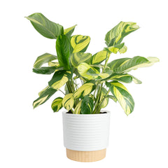 Costa Farms Calathea front view showing patterned leaves and instant decor upgrade