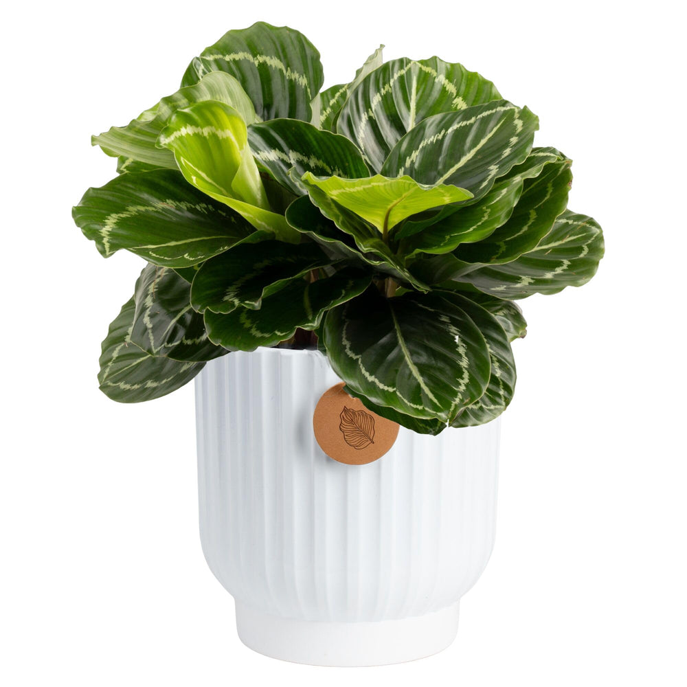 Costa Farms Calathea front view showing bold foliage and instant décor upgrade