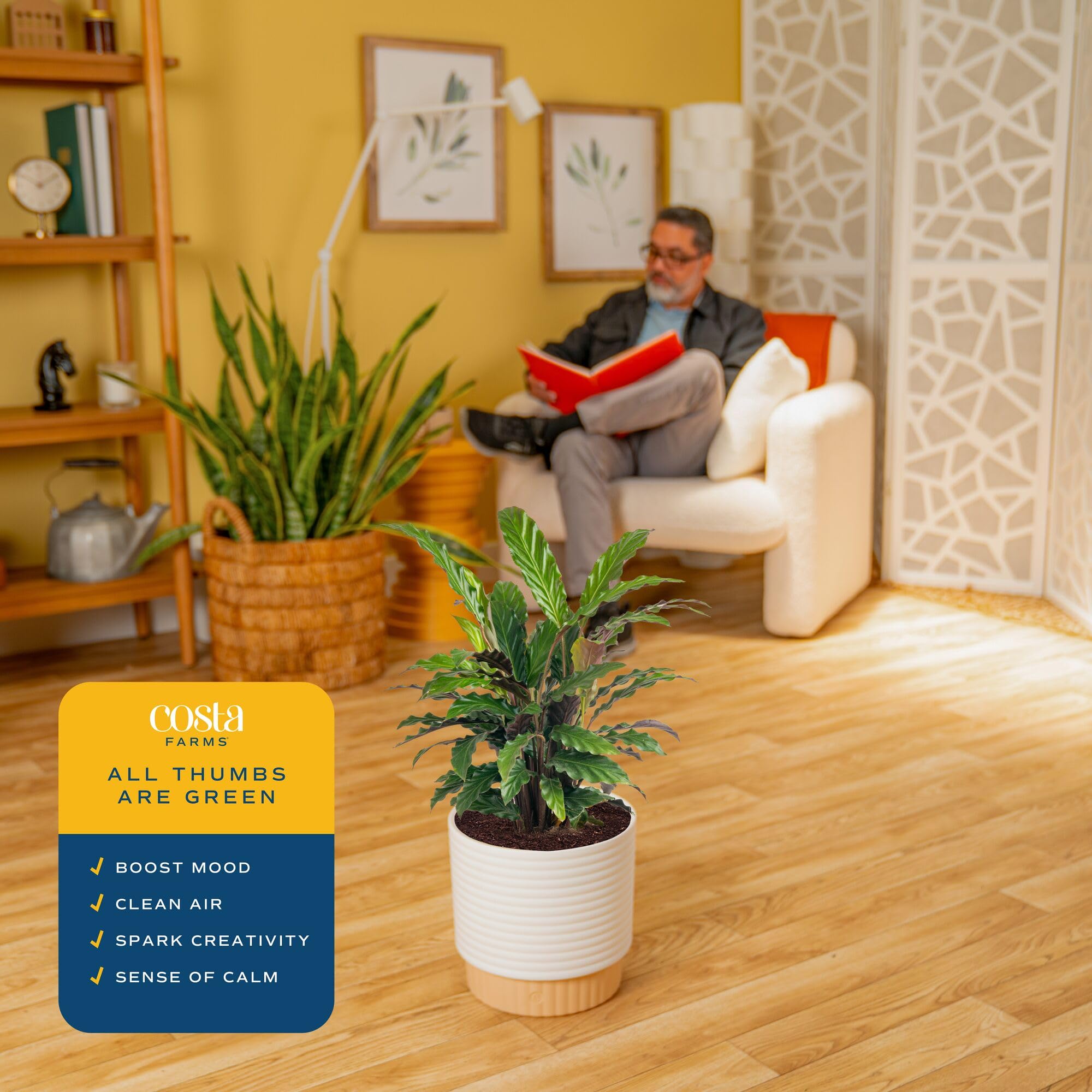 Costa Farms Calathea beside a chair showing scale and room-filling presence