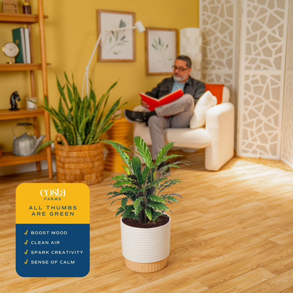 Costa Farms Calathea beside a chair showing scale and room-filling presence