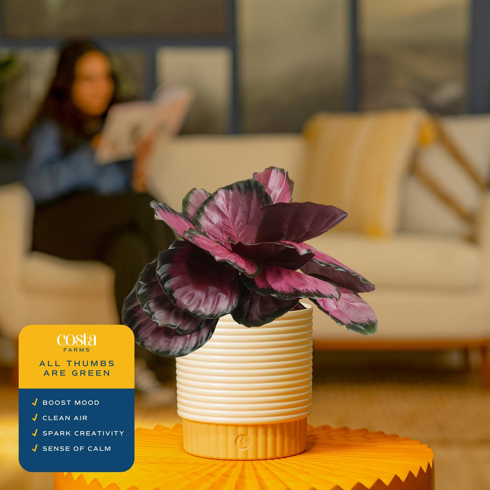 Costa Farms Calathea staged in a modern living room adding calming greenery