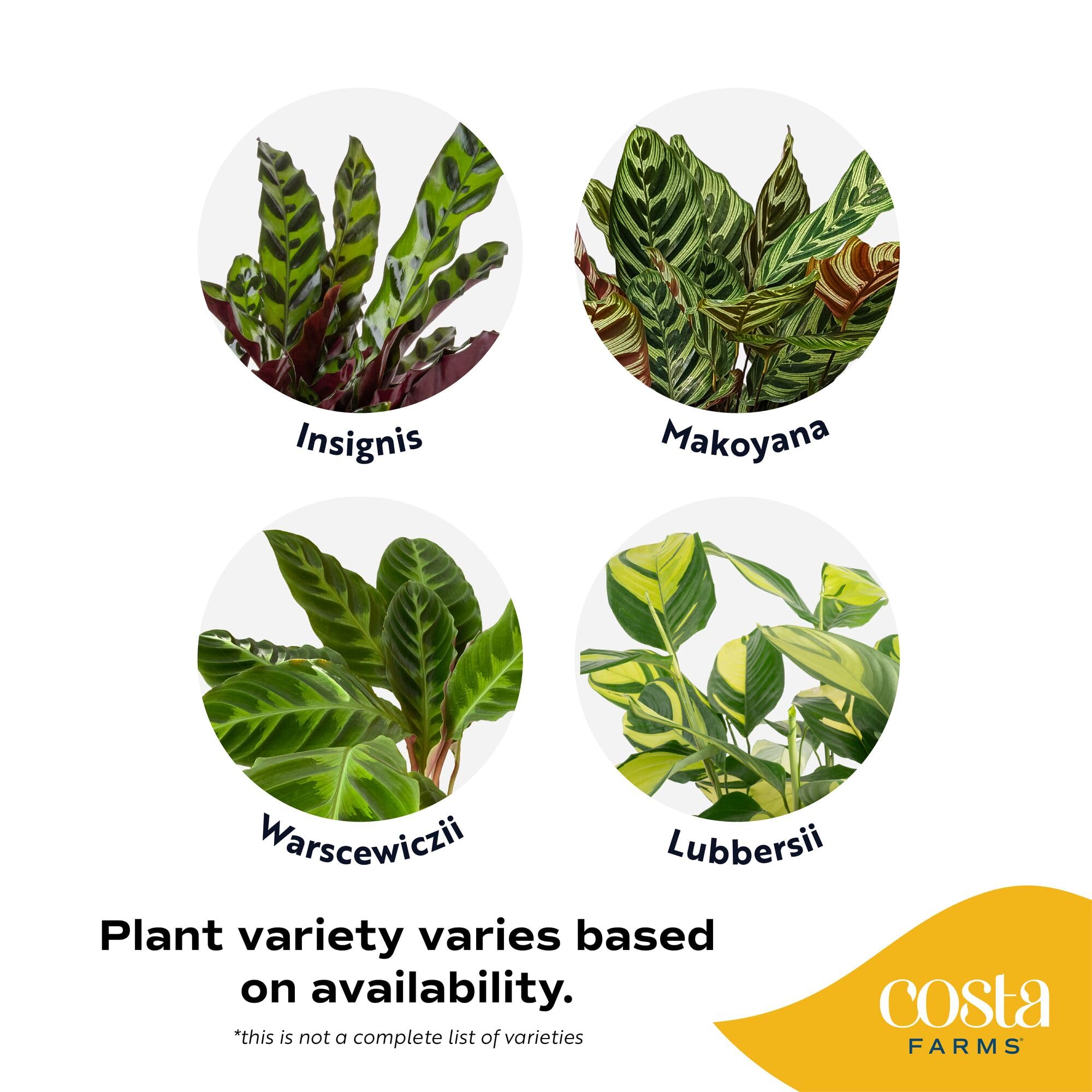 Costa Farms Calathea pot and soil detail showing healthy roots and ready-to-display planting
