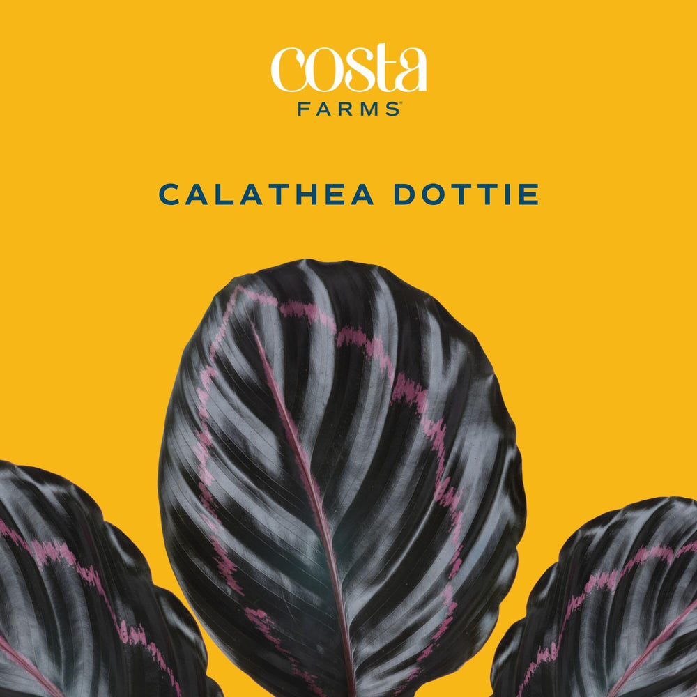 Costa Farms Calathea styled in a modern pot adding tabletop color and texture