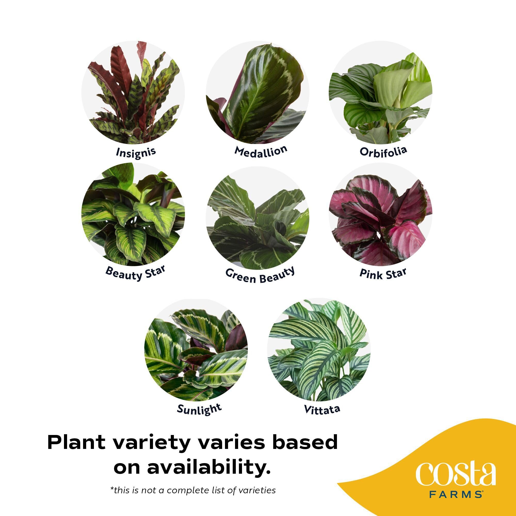 Costa Farms Calathea side profile in pot showing compact shape and easy placement