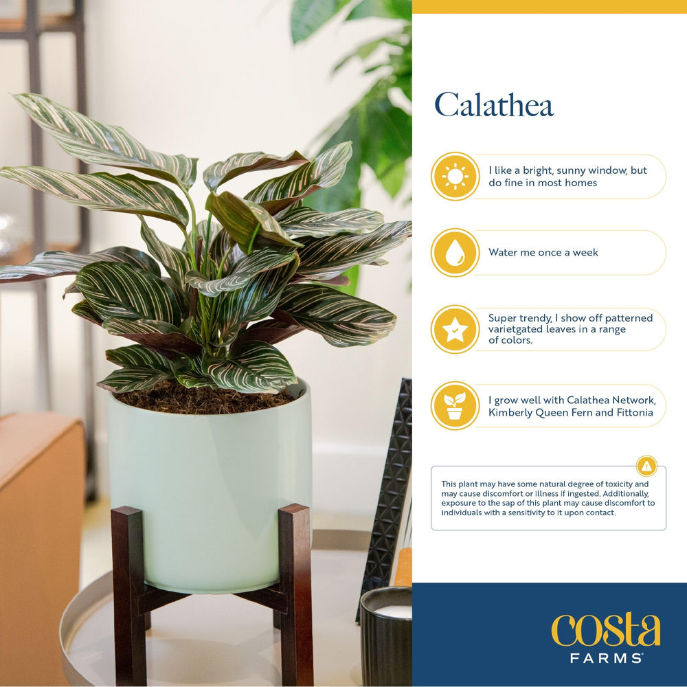 Costa Farms Calathea next to a hand for scale showing ideal small-space size