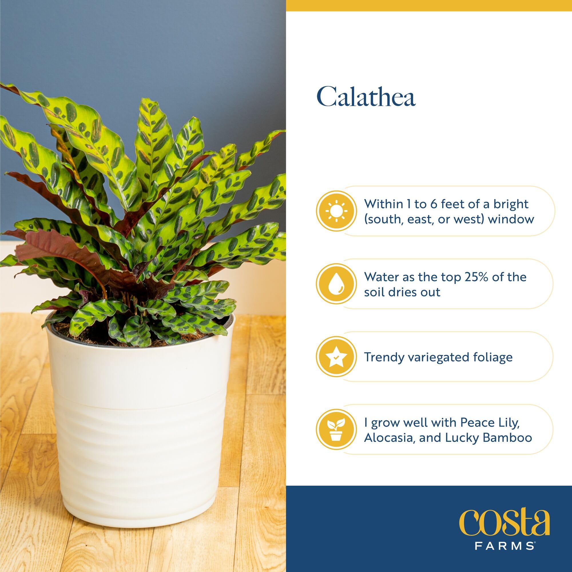 Costa Farms Calathea next to a book for scale illustrating ideal indoor size