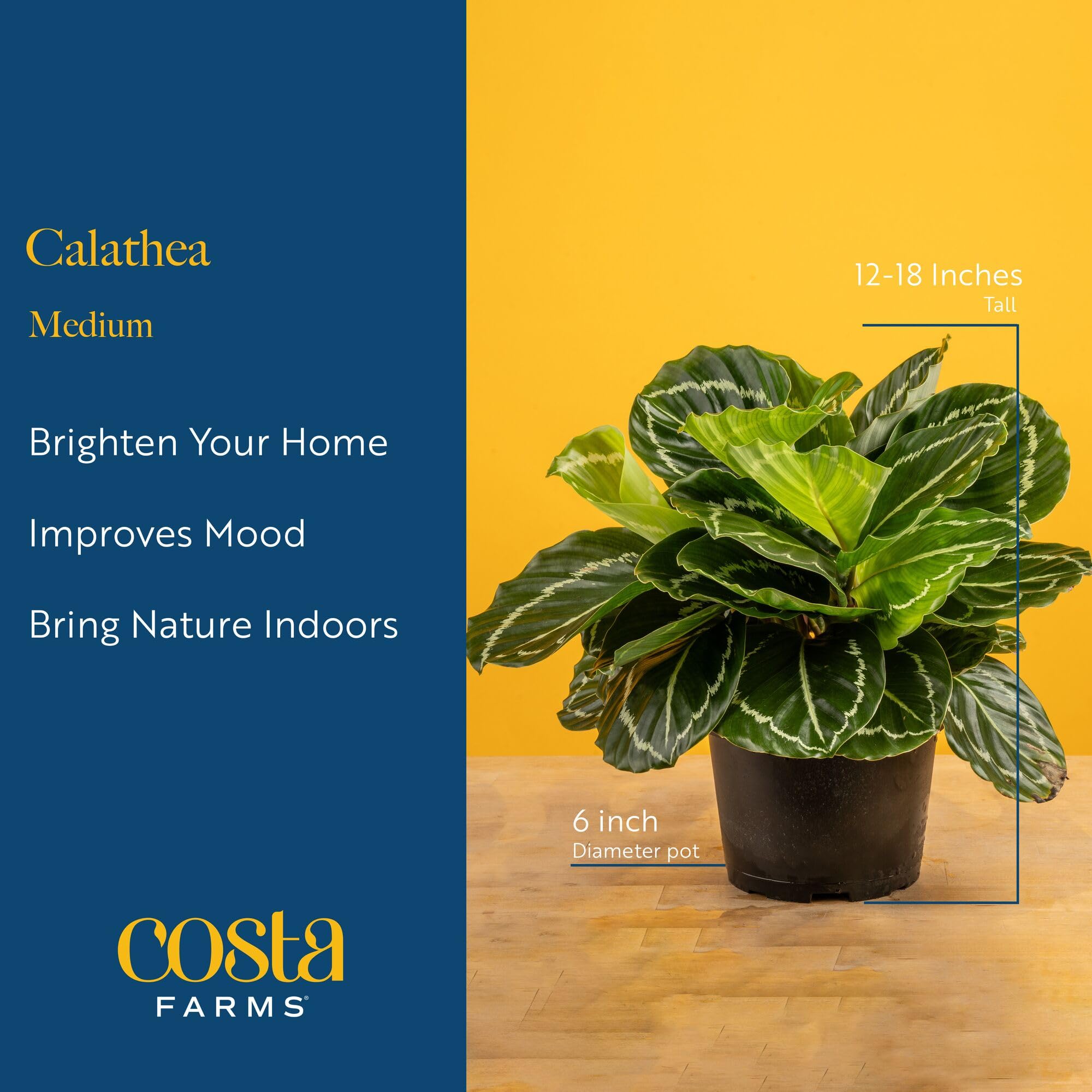 Costa Farms Calathea leaf underside texture emphasizing healthy, vibrant growth