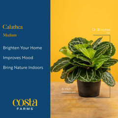Costa Farms Calathea leaf underside texture emphasizing healthy, vibrant growth