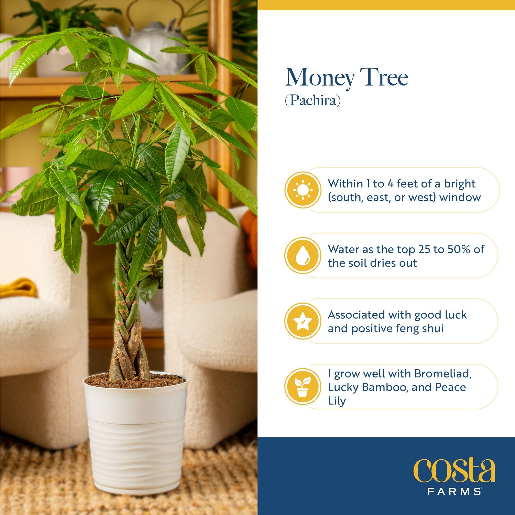 Costa Farms care instruction tag with tips for easy plant maintenance