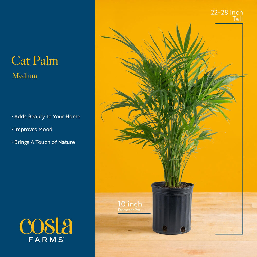 Costa Farms Cat Palm stem and leaf close-up displaying healthy texture and detail