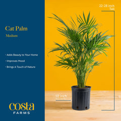 Costa Farms Cat Palm stem and leaf close-up displaying healthy texture and detail