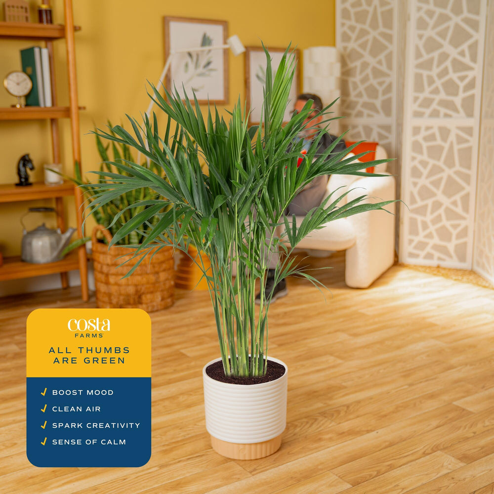 Costa Farms Cat Palm comparación de tamaño para evaluar escala