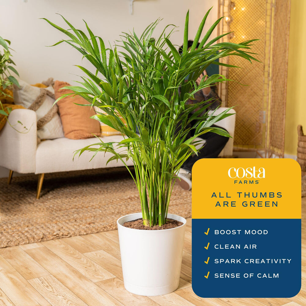 Costa Farms Cat Palm styled in living room to create calming tropical atmosphere