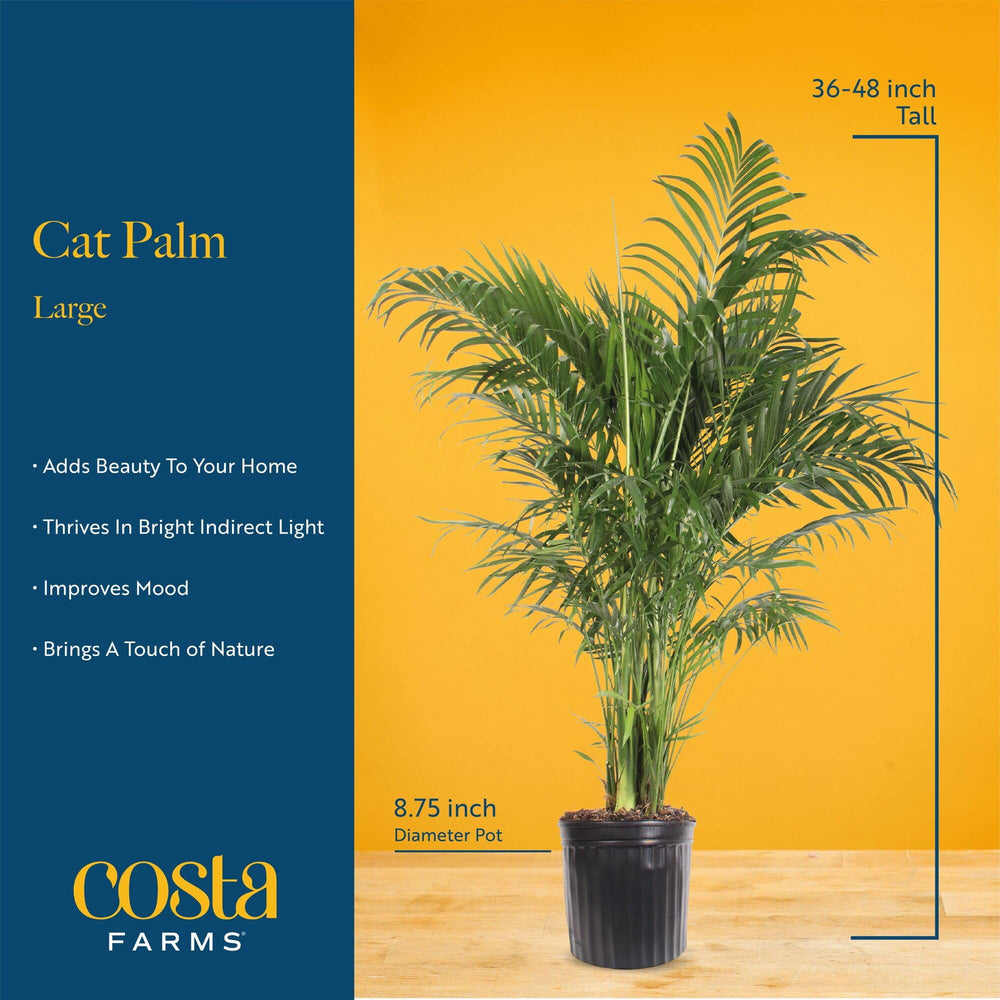 Costa Farms Cat Palm en salón creando ambiente tropical relajante