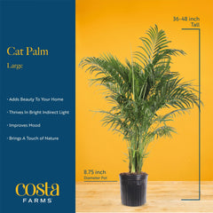 Costa Farms Cat Palm en salón creando ambiente tropical relajante