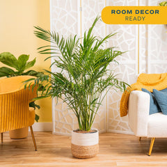 Costa Farms frond close-up showing leaf texture and healthy green color for improved ambience