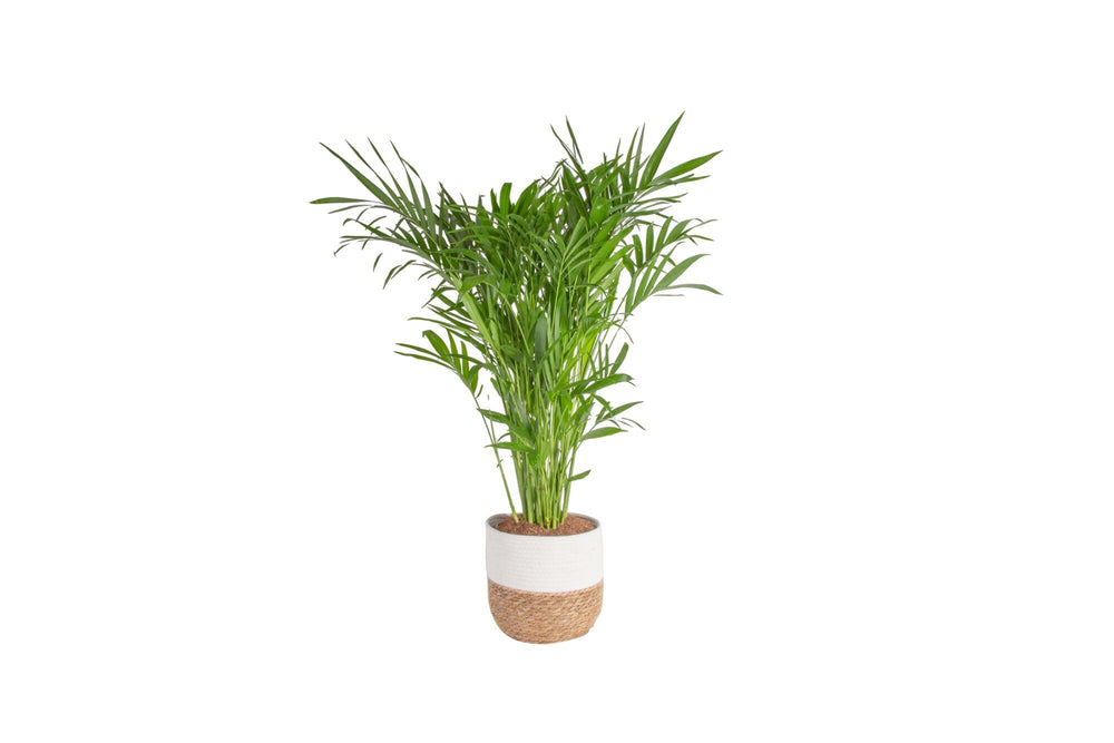 Costa Farms front view of Cat Palm in seagrass planter showing lush greenery and room impact