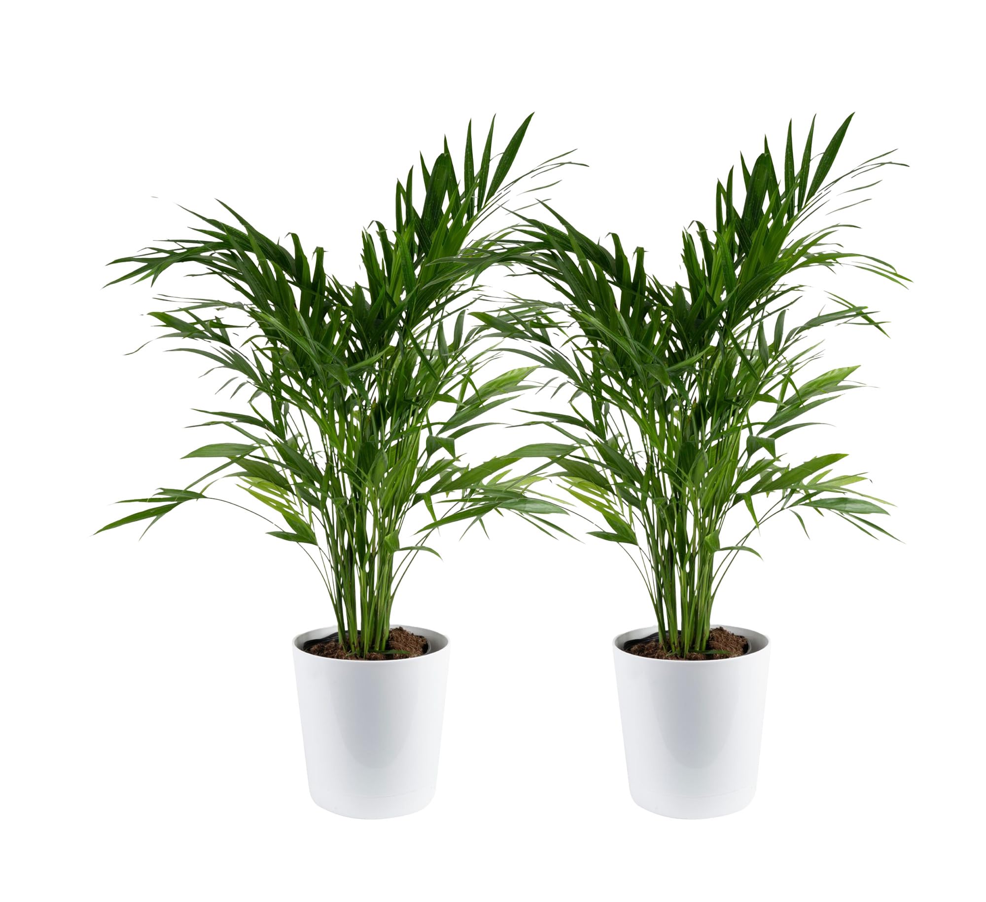 Costa Farms Cat Palm front view showing lush fronds and decor pot, adds tropical style