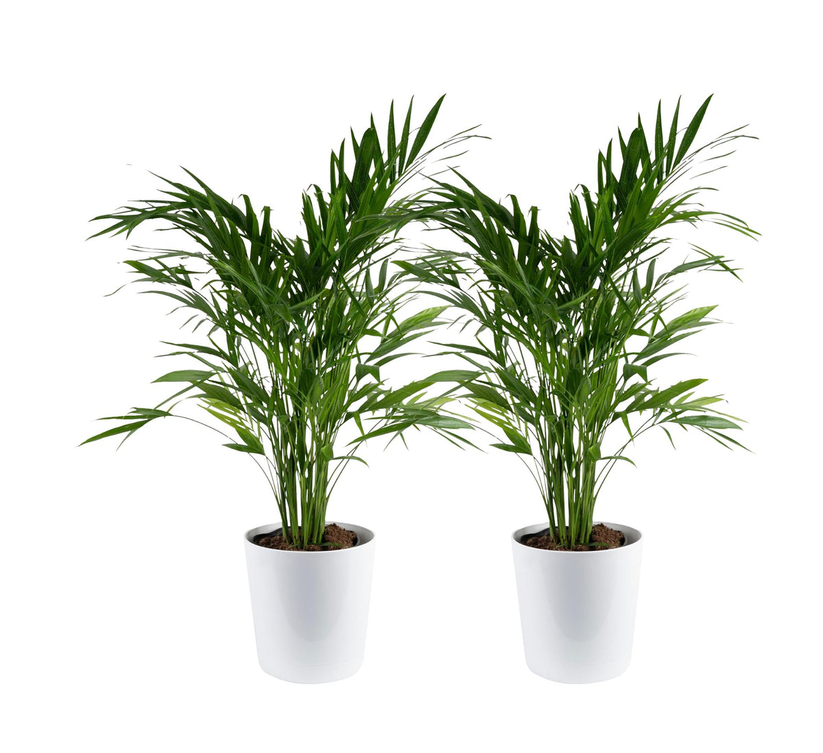 Costa Farms Cat Palm front view showing lush fronds and decor pot, adds tropical style