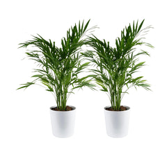 Costa Farms Cat Palm front view showing lush fronds and decor pot, adds tropical style