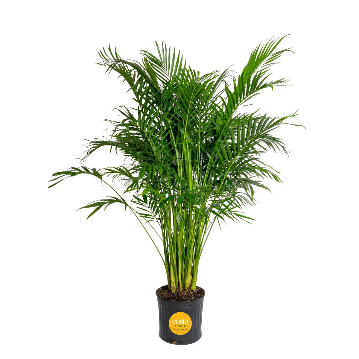 Costa Farms Cat Palm front view showing full canopy and room impact