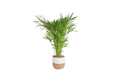 Costa Farms front view of Cat Palm in seagrass planter showing lush greenery and room impact