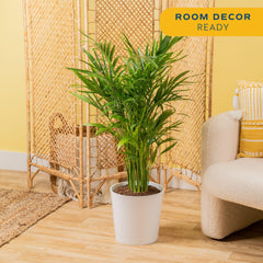 Costa Farms Cat Palm full fronds close-up showing dense green foliage and visual impact