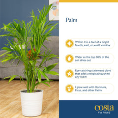 Costa Farms Cat Palm with a person for scale showing the plant’s approximate 32-inch height