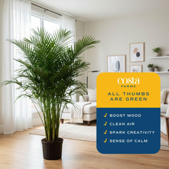 Costa Farms Cat Palm staged in living room adding vertical green focal point