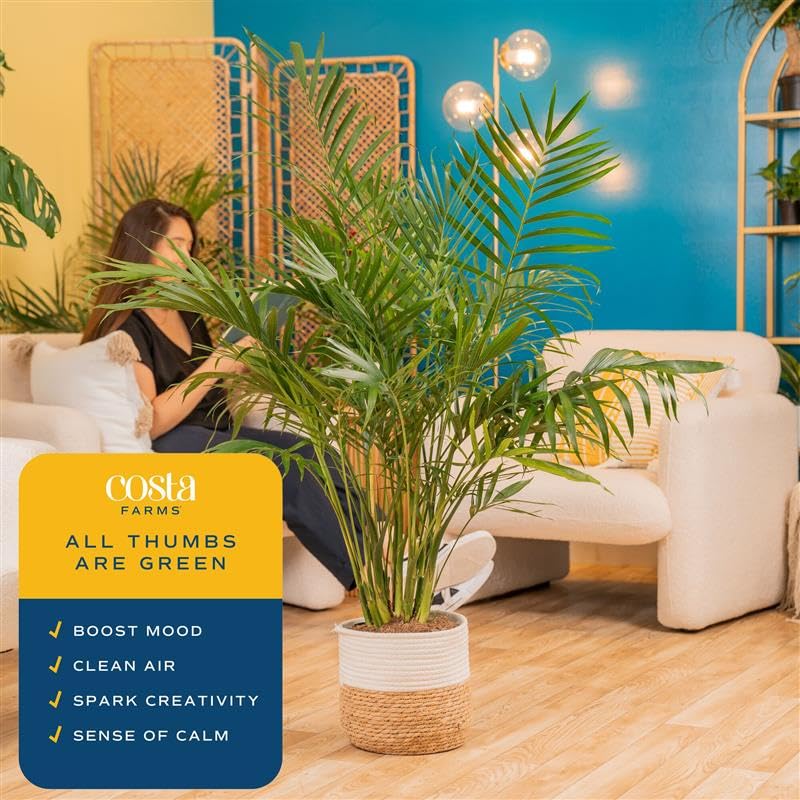 Costa Farms Cat Palm placed in a living room demonstrating instant tropical decor uplift