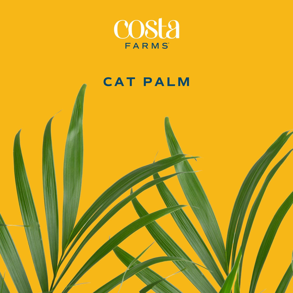 Costa Farms Cat Palm beside chair to show 32-inch height and room-scale benefit