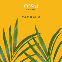 Costa Farms Cat Palm beside chair to show 32-inch height and room-scale benefit