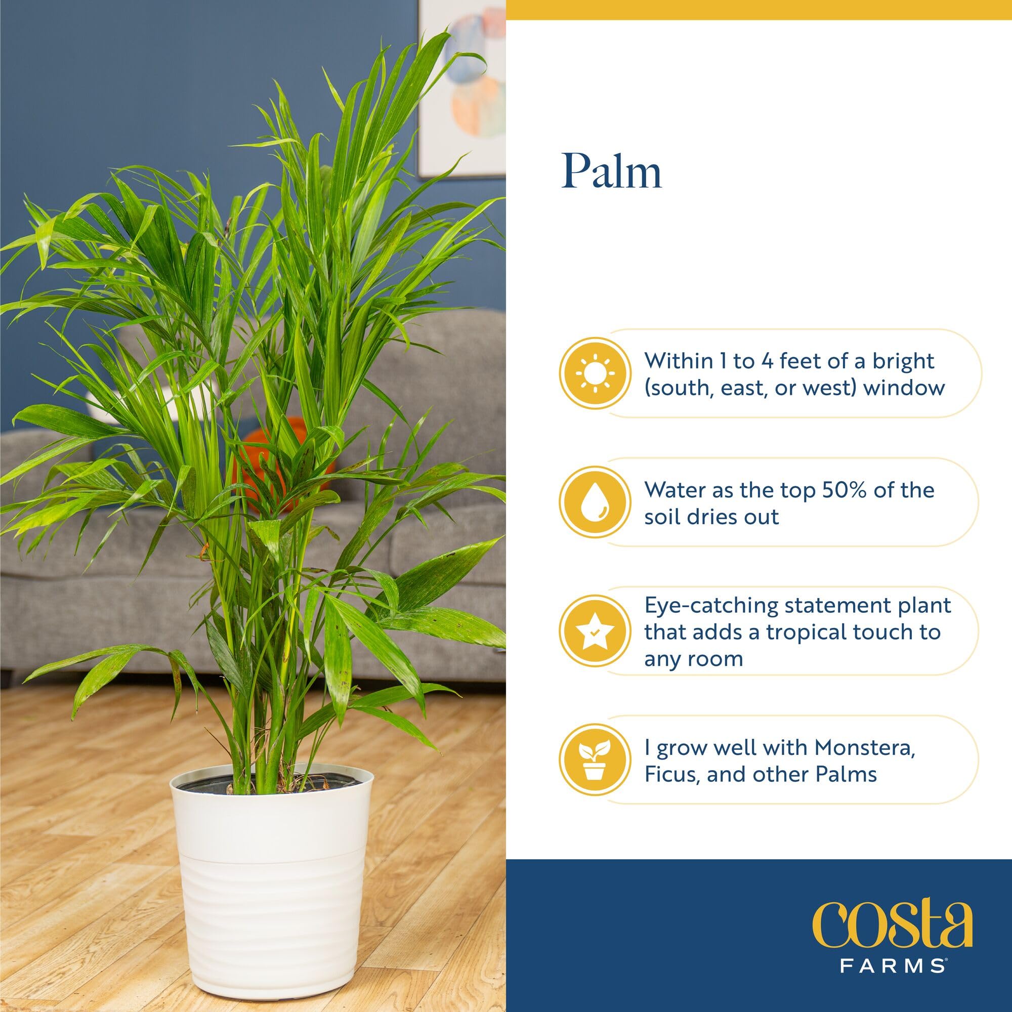 Costa Farms Cat Palm receiving measured watering demonstrating proper care routine