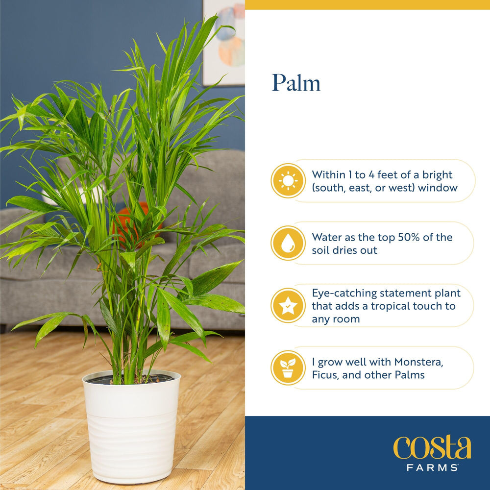 Costa Farms Cat Palm receiving measured watering demonstrating proper care routine