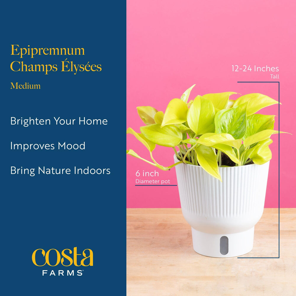 Costa Farms in hanging basket displaying cascading growth and curb appeal