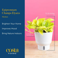 Costa Farms in hanging basket displaying cascading growth and curb appeal